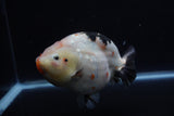 Jumbo Ranchu  Calico 6 Inch (ID#1224R14a-100)