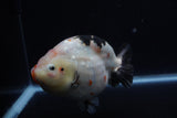 Jumbo Ranchu  Calico 6 Inch (ID#1224R14a-100)