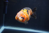 Milk Cow Ranchu  Calico 4.5 Inch (ID#1231R10c-87) Free2Day SHIPPING