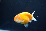 Ranchu  Sakura 3 Inch (ID#1004R5c-84) Free2Day SHIPPING