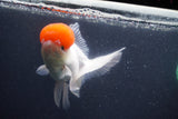 Thai Oranda  Red Cap 5 Inch (ID#1011To13a-46) Free2Day SHIPPING