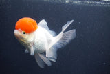 Thai Oranda  Red Cap 5 Inch (ID#1011To13a-46) Free2Day SHIPPING