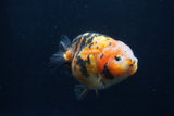 Milk Cow Ranchu  Calico 4.5 Inch (ID#1231R10c-87) Free2Day SHIPPING