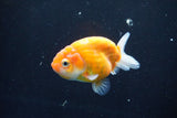 Ranchu  Sakura 3 Inch (ID#1004R5c-84) Free2Day SHIPPING