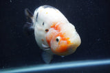 Jumbo Ranchu  Calico 6 Inch (ID#1224R14a-100)