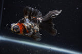 Butterfly  Calico 3.5 Inch (ID#304B8b-45) Free2Day SHIPPING