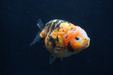 Milk Cow Ranchu  Calico 4.5 Inch (ID#1231R10c-87) Free2Day SHIPPING