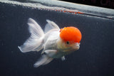 Thai Oranda  Red Cap 5 Inch (ID#1011To13a-46) Free2Day SHIPPING