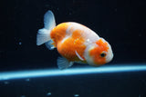 Ranchu  Sakura 3.5 Inch (ID#1004R5c-85) Free2Day SHIPPING