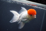 Thai Oranda  Red Cap 5 Inch (ID#1011To13a-46) Free2Day SHIPPING