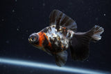Butterfly  Calico 3.5 Inch (ID#304B8b-45) Free2Day SHIPPING