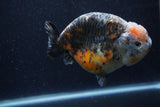 Jumbo Ranchu  Kirin 5.5 Inch (ID#1224R14a-101)