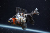 Butterfly  Calico 3.5 Inch (ID#304B8b-45) Free2Day SHIPPING