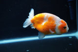 Ranchu  Sakura 3.5 Inch (ID#1004R5c-85) Free2Day SHIPPING