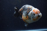 Jumbo Ranchu  Kirin 5.5 Inch (ID#1224R14a-101)