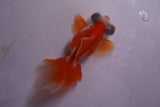 Butterfly  Red White 3.5 Inch (ID#1203B8b-58) Free2Day SHIPPING