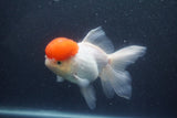 Thai Oranda  Red Cap 5.5 Inch (ID#1011To13a-47) Free2Day SHIPPING