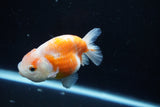 Ranchu  Sakura 3.5 Inch (ID#1004R5c-85) Free2Day SHIPPING