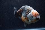 Jumbo Ranchu  Kirin 5.5 Inch (ID#1224R14a-101)