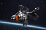 Butterfly  Calico 3.5 Inch (ID#304B8b-45) Free2Day SHIPPING