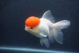 Thai Oranda  Red Cap 5.5 Inch (ID#1011To13a-47) Free2Day SHIPPING