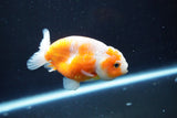 Ranchu  Sakura 3.5 Inch (ID#1004R5c-85) Free2Day SHIPPING