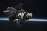 Butterfly  Calico 3.5 Inch (ID#304B8b-45) Free2Day SHIPPING