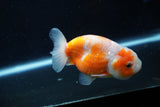 Ranchu  Sakura 3.5 Inch (ID#1004R5c-85) Free2Day SHIPPING