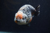 Jumbo Ranchu  Kirin 5.5 Inch (ID#1224R14a-101)