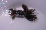Butterfly  Calico 3.5 Inch (ID#304B8b-45) Free2Day SHIPPING
