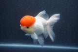 Thai Oranda  Red Cap 5.5 Inch (ID#1011To13a-47) Free2Day SHIPPING