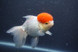 Thai Oranda  Red Cap 5.5 Inch (ID#1011To13a-47) Free2Day SHIPPING