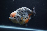 Jumbo Ranchu  Kirin 5.5 Inch (ID#1224R14a-101)