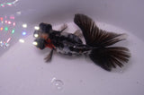 Butterfly  Calico 3.5 Inch (ID#304B8b-45) Free2Day SHIPPING