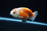 Ranchu  Sakura 3.5 Inch (ID#1004R5c-85) Free2Day SHIPPING