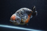 Jumbo Ranchu  Kirin 5.5 Inch (ID#1224R14a-101)