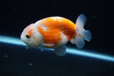 Ranchu  Sakura 3.5 Inch (ID#1004R5c-85) Free2Day SHIPPING