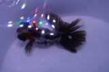 Butterfly  Calico 3.5 Inch (ID#304B8b-45) Free2Day SHIPPING