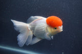 Thai Oranda  Red Cap 5.5 Inch (ID#1011To13a-47) Free2Day SHIPPING