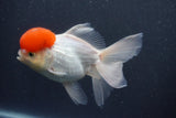 Thai Oranda  Red Cap 5.5 Inch (ID#1011To13a-47) Free2Day SHIPPING