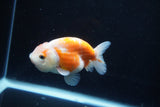 Ranchu  Sakura 3.5 Inch (ID#1004R5c-85) Free2Day SHIPPING