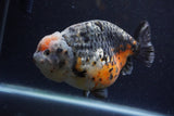 Jumbo Ranchu  Kirin 5.5 Inch (ID#1224R14a-101)