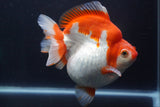 Giant Ryukin  Red White 6.5 Inch (ID#1227Ry7a-106)