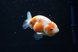 Ranchu  Sakura 3.5 Inch (ID#1004R5c-85) Free2Day SHIPPING