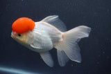 Thai Oranda  Red Cap 5.5 Inch (ID#1011To13a-47) Free2Day SHIPPING