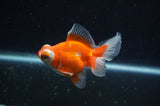 Butterfly  Calico 3.5 Inch (ID#304B8b-46) Free2Day SHIPPING