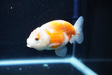 Ranchu  Sakura 3.5 Inch (ID#1004R5c-85) Free2Day SHIPPING