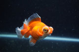 Butterfly  Calico 3.5 Inch (ID#304B8b-46) Free2Day SHIPPING