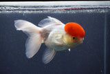 Thai Oranda  Red Cap 5.5 Inch (ID#1011To13a-47) Free2Day SHIPPING