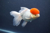 Thai Oranda  Red Cap 5.5 Inch (ID#1011To13a-47) Free2Day SHIPPING